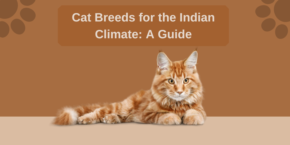 Cat Breeds for the Indian Climate: A Guide