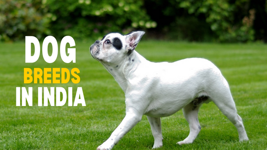 Dog Breeds in India: A Comprehensive Guide