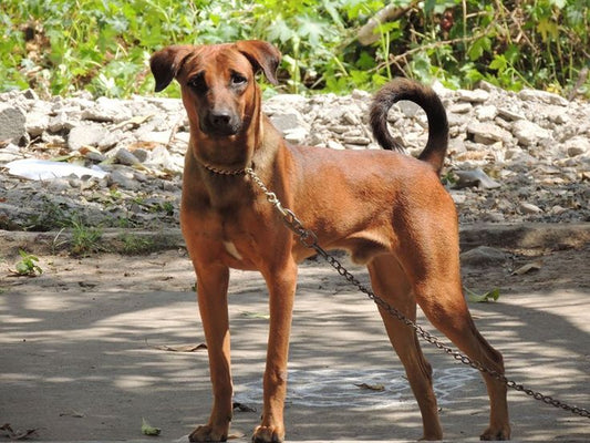Everything you need to know about Kombai Dogs