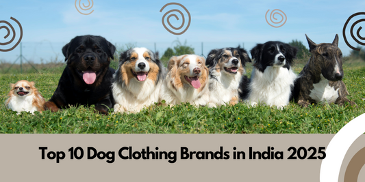 Top 10 Dog Clothing Brands in India 2025