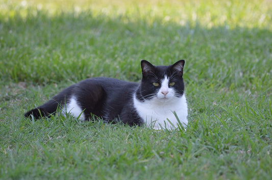 Tuxedo Cat Breed: A Cat Parent’s Guide