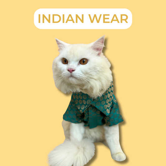 Indian Wear Cat