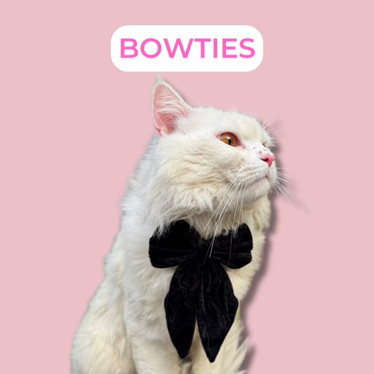 Cat Bowtie