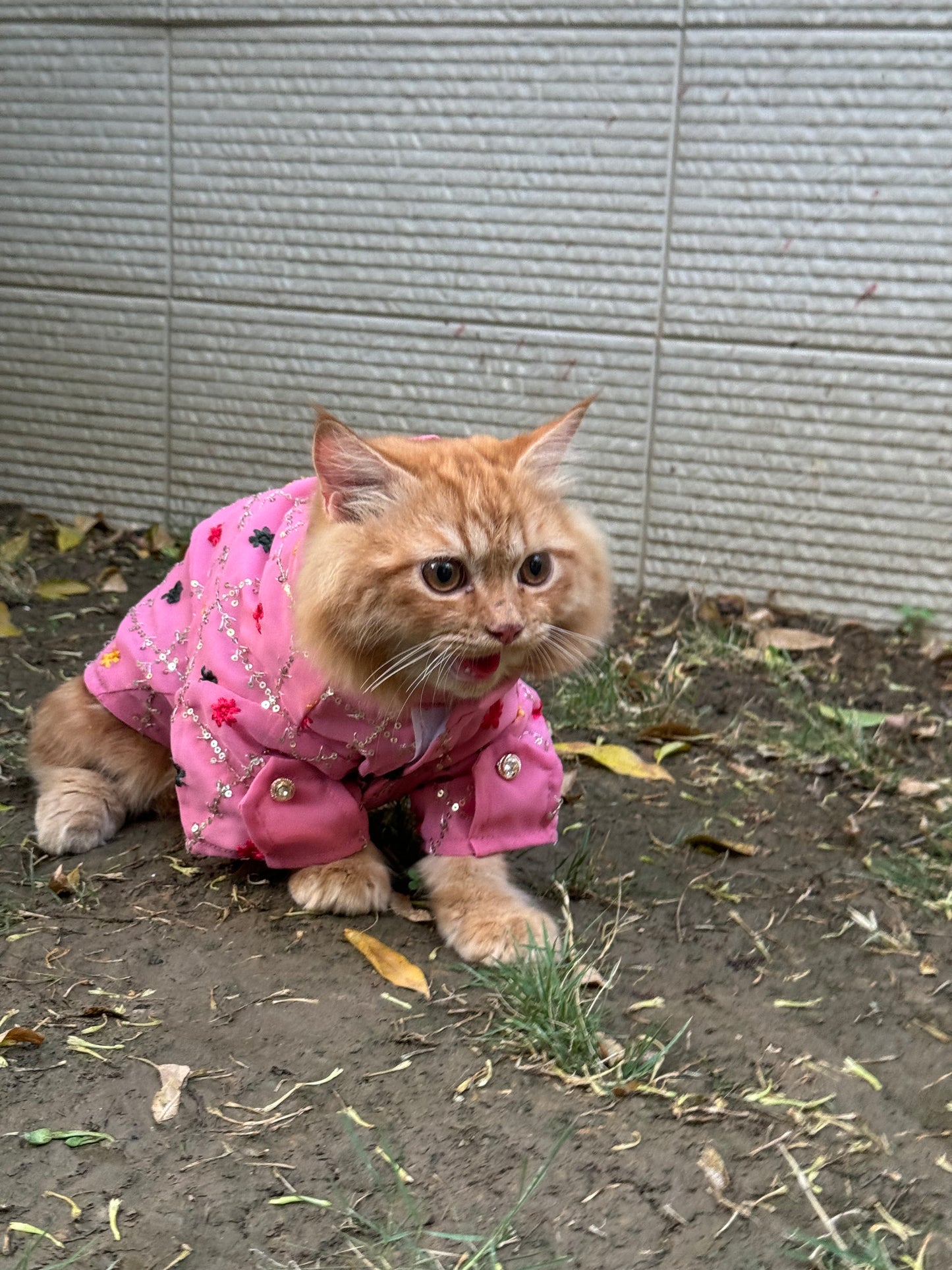Pink Festive Shirt | For Cats | Pawgy Pets