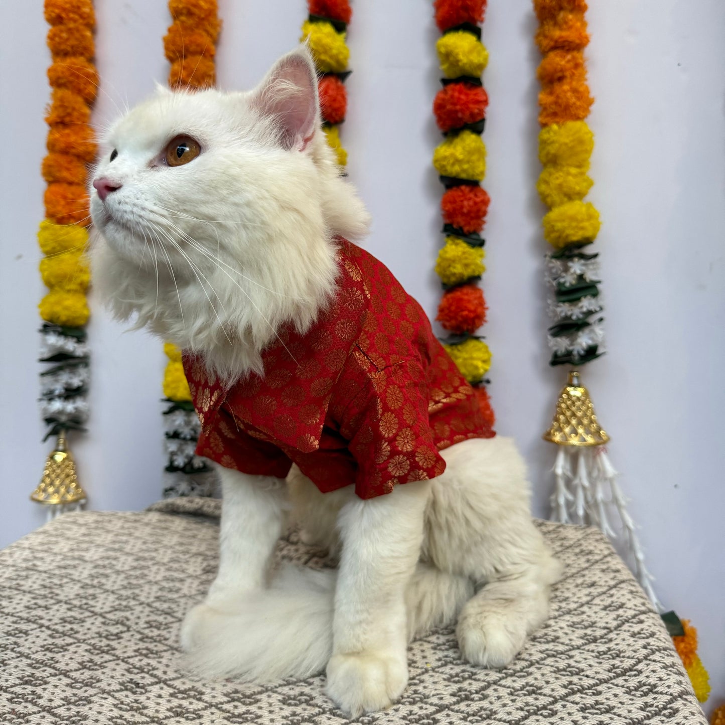 Red Occasion Wear Shirt | For Cats | Pawgy Pets
