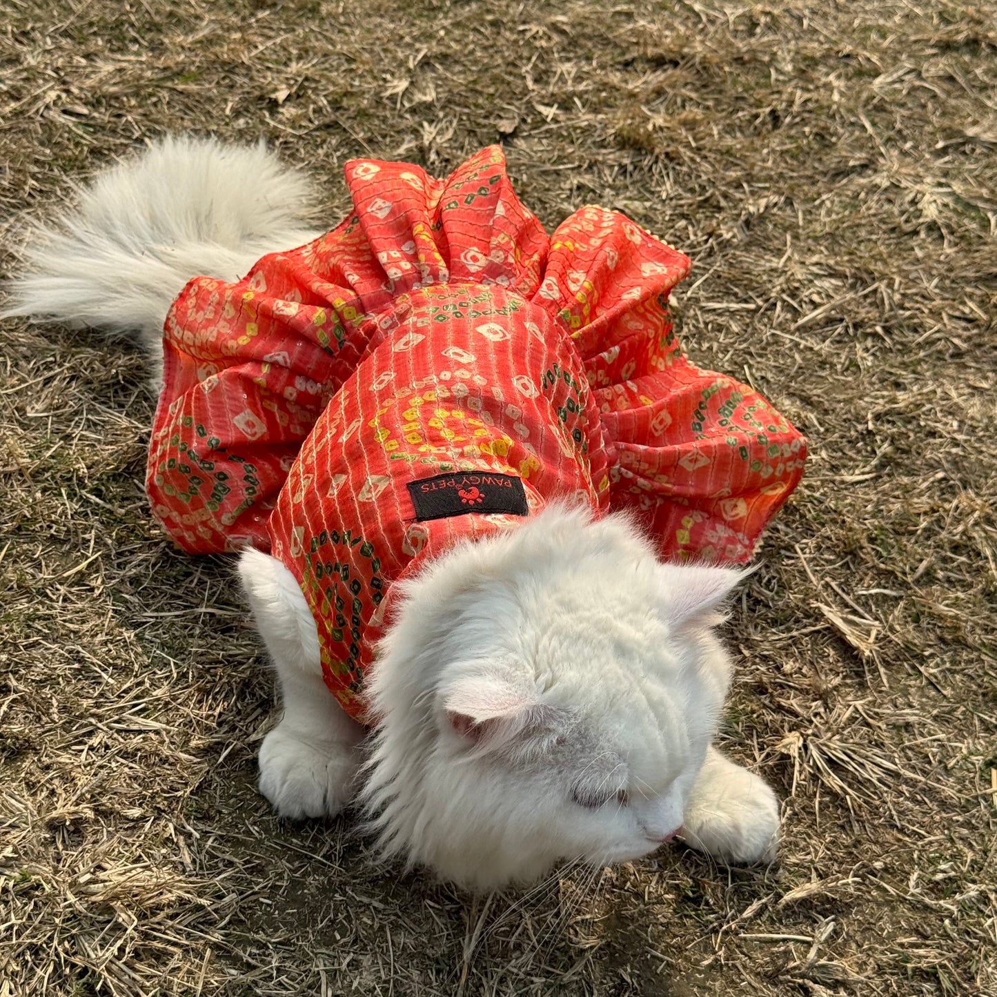 Peach Silk Dress | For Cats | Pawgy Pets