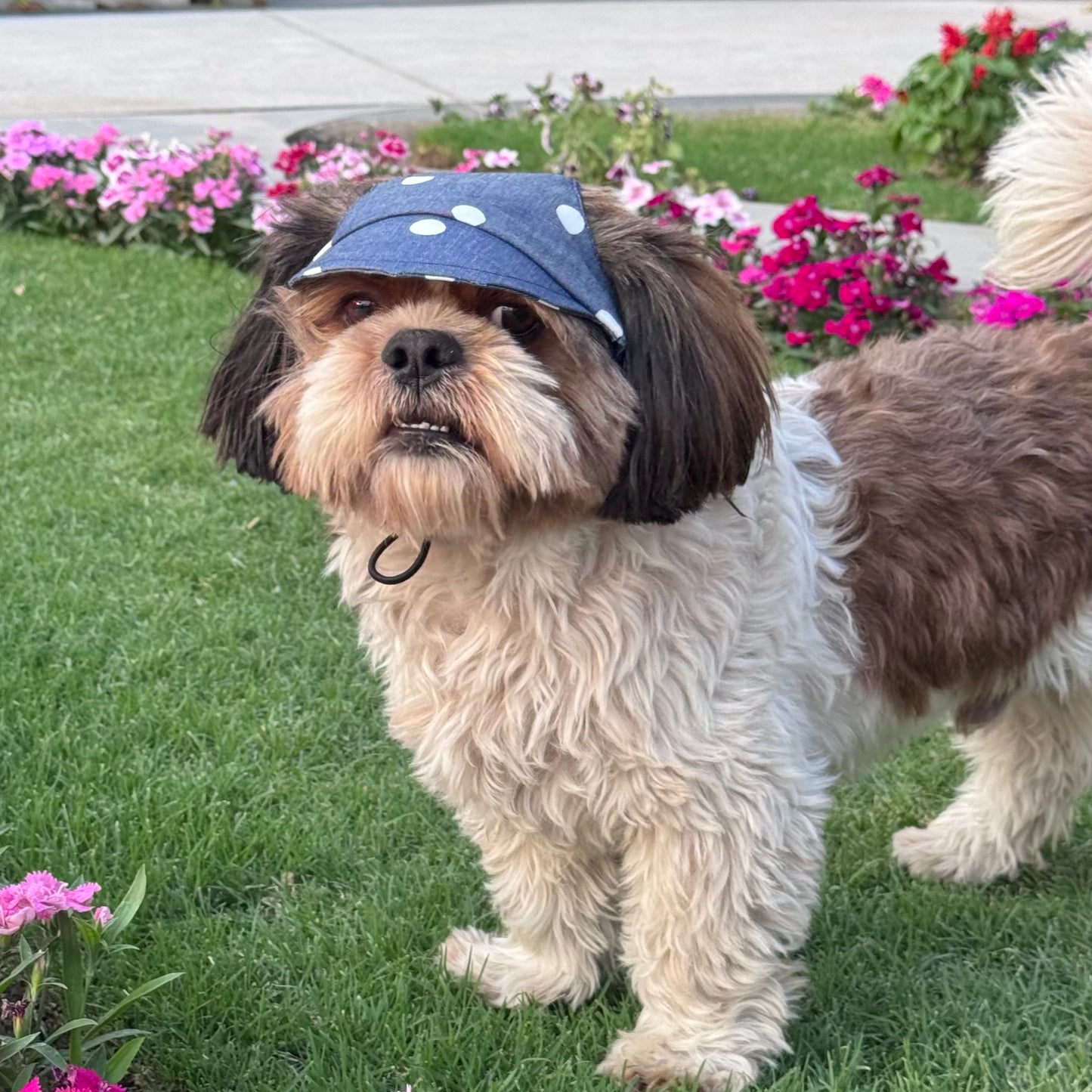 Denim Polka Cap | For Dogs | Pawgy Pets