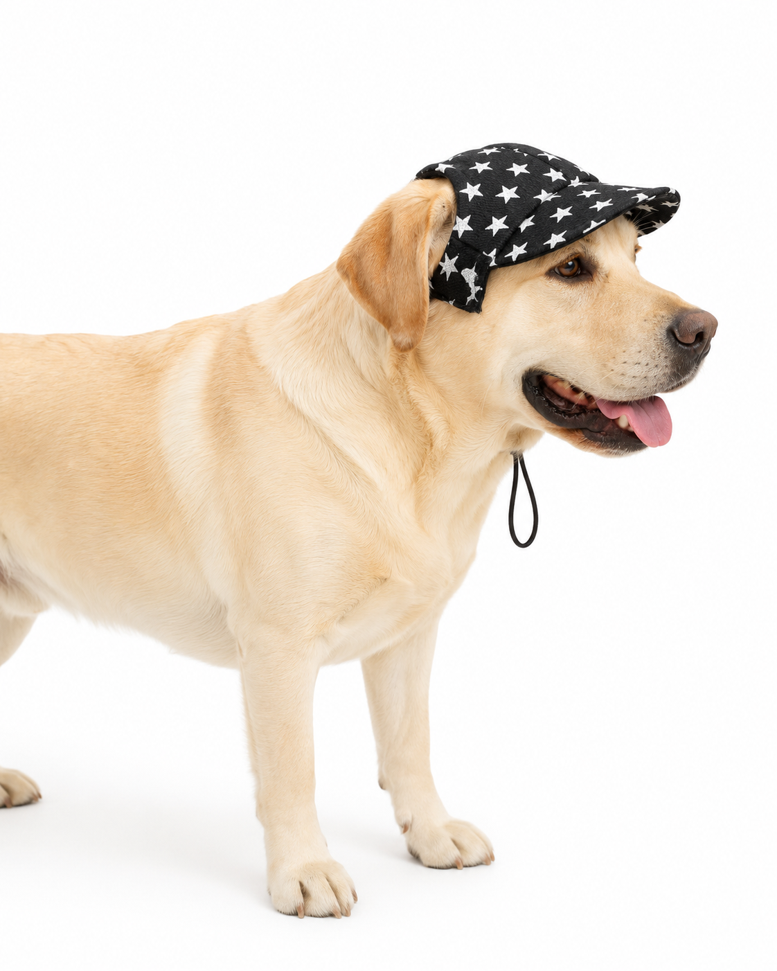 Black Star Denim Cap | For Dogs | Pawgy Pets