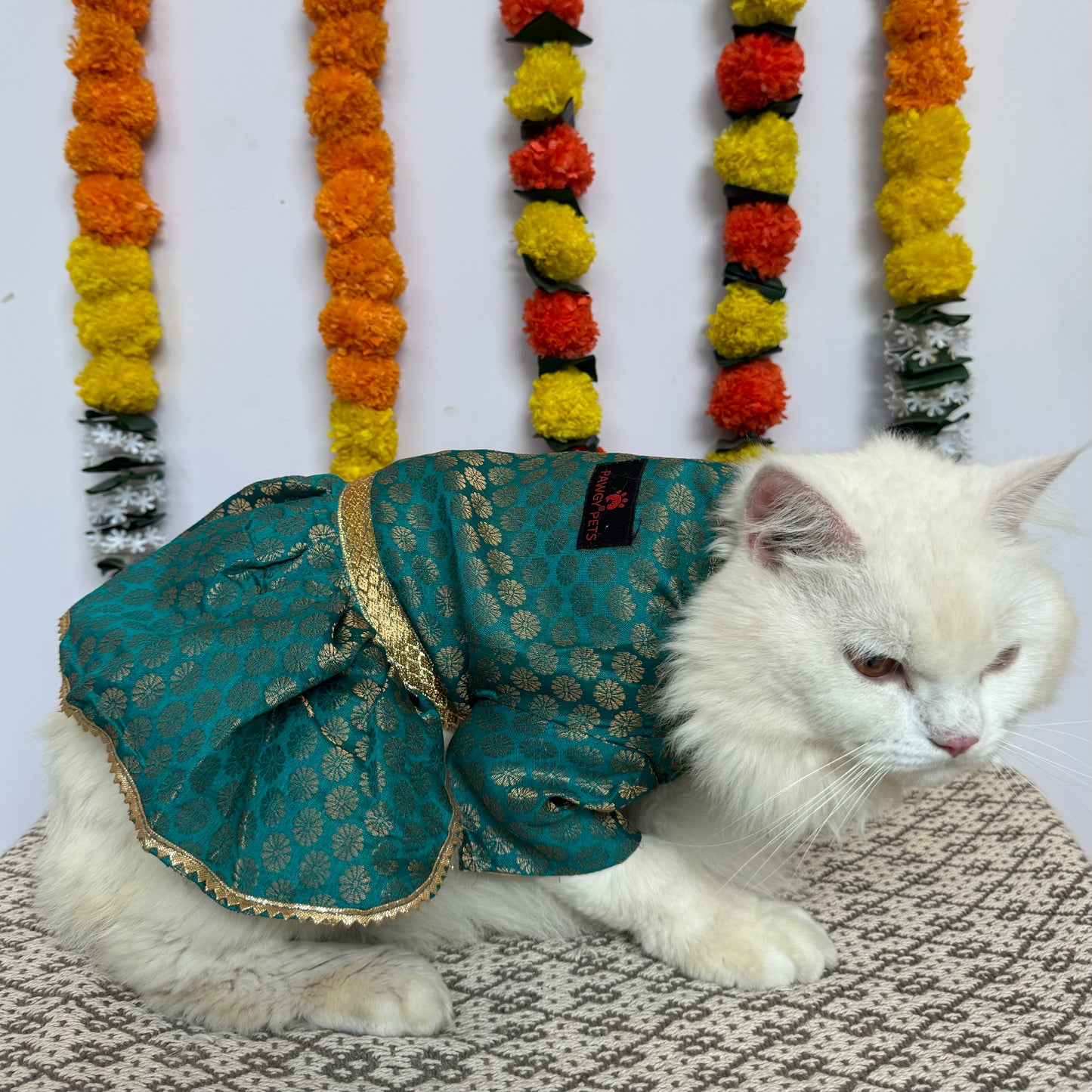 Teal Blue Occasion Wear Dress | For Cats | Pawgy Pets