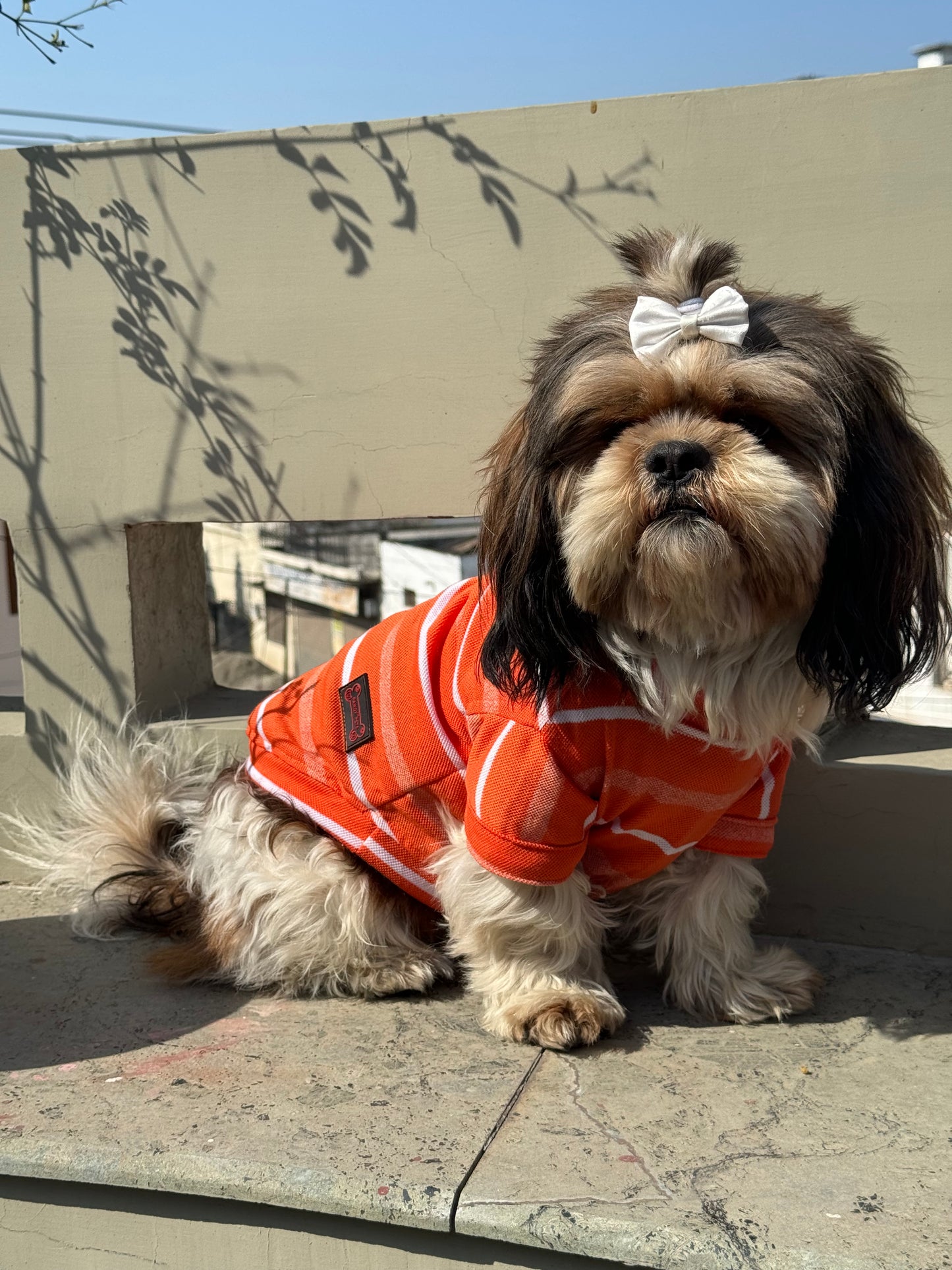 Orange Round Neck T-shirt | For Dogs | Pawgy Pets