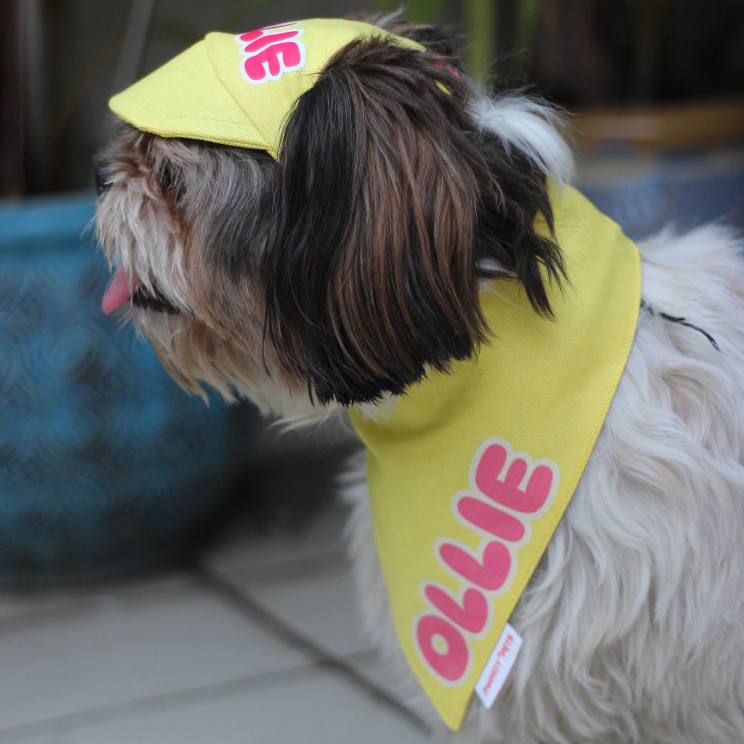 Pawgy Pets Personalised Dog Cap and Bandana: Yellow for Dogs & Cats