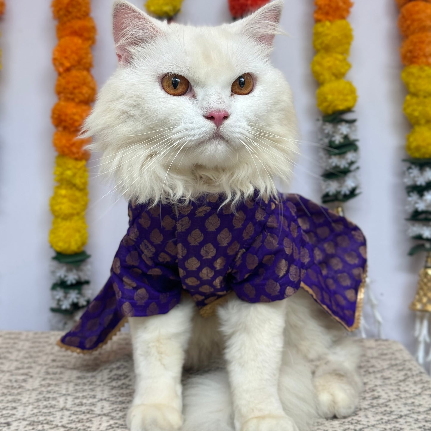 Purple Occasion Wear Dress | For Cats | Pawgy Pets
