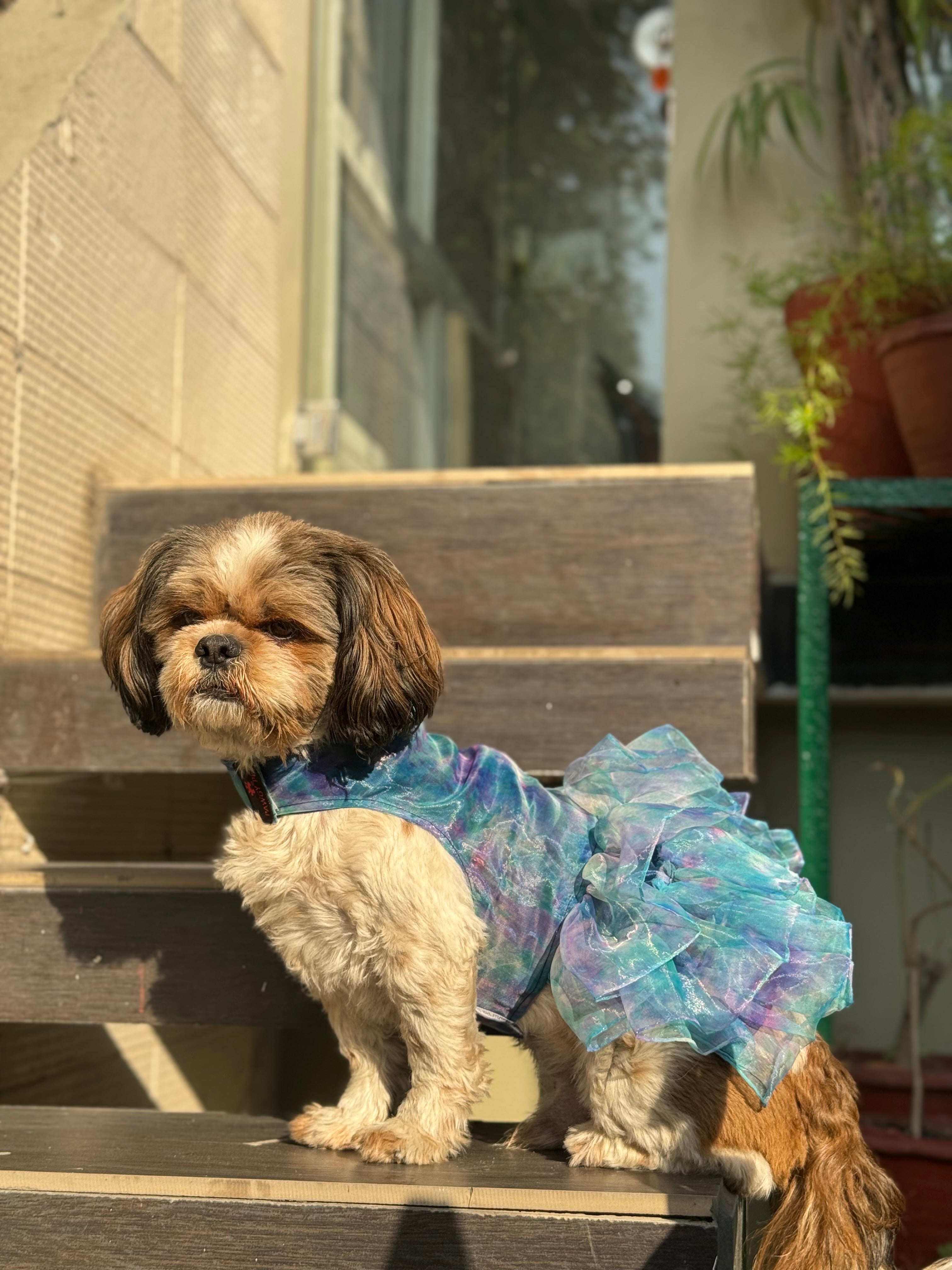 Blue Frilly Dress for Dogs