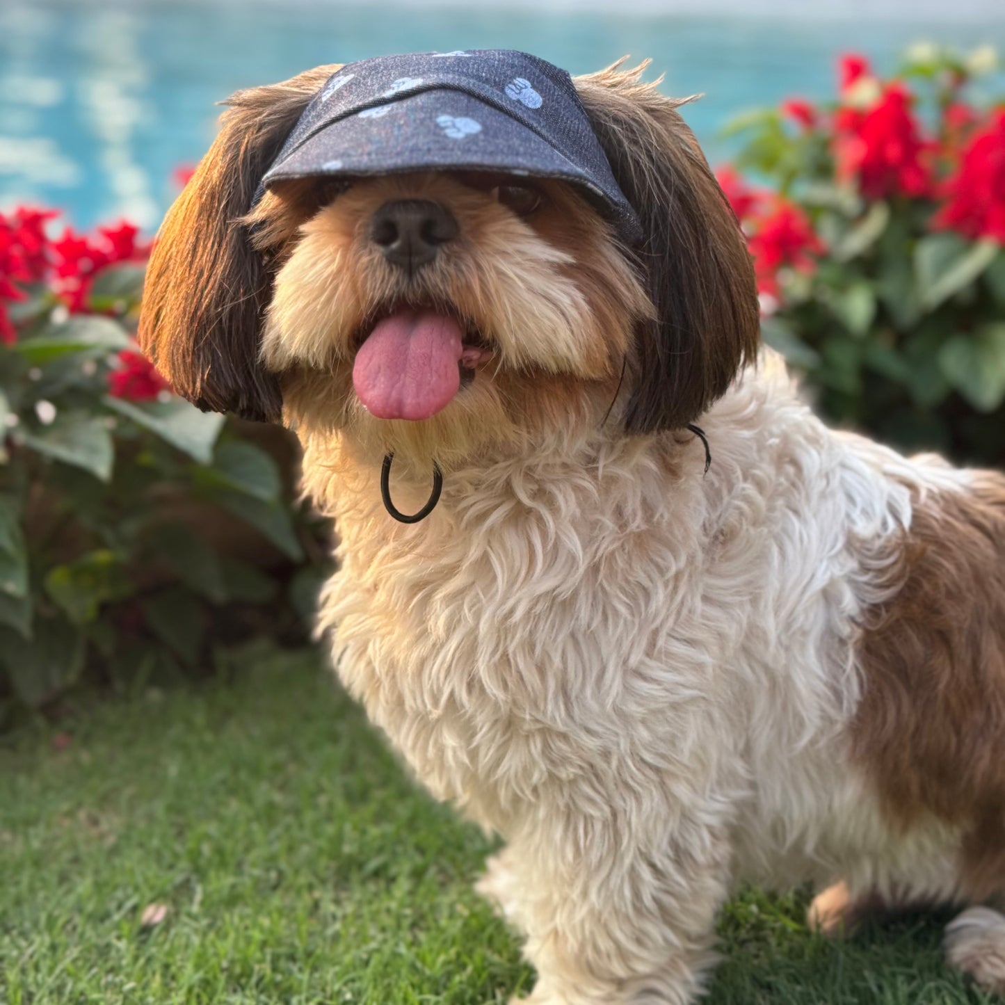Denim Minnie Cap | For Dogs | Pawgy Pets