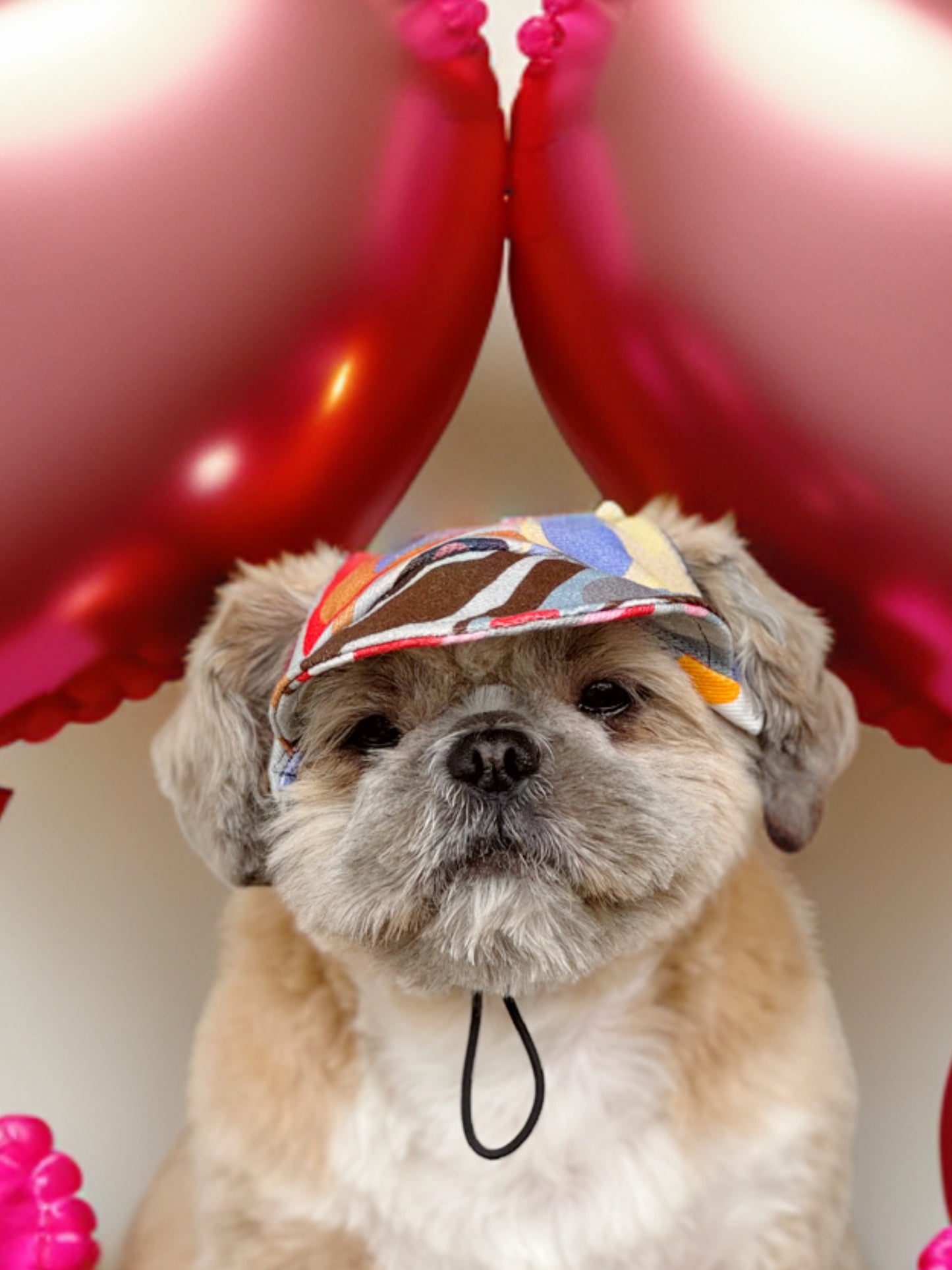 Multi Colour Cap | For Dogs | Pawgy Pets