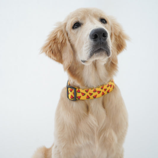 Pawgy Pets Collar Watermelon yellow for dogs and cats
