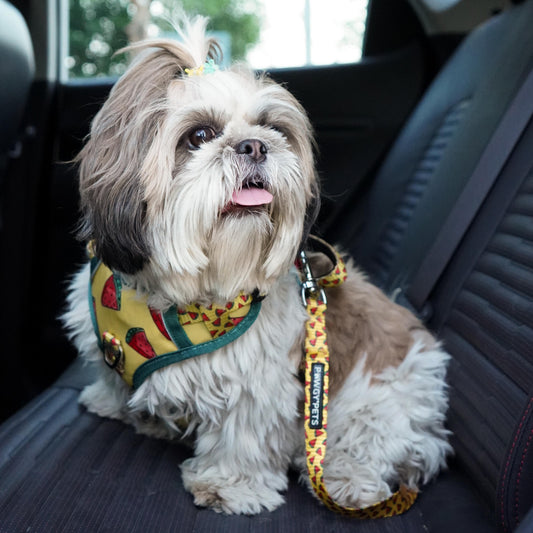 Pawgy Pets Car Leash Watermelon Yellow for Dogs and Cats