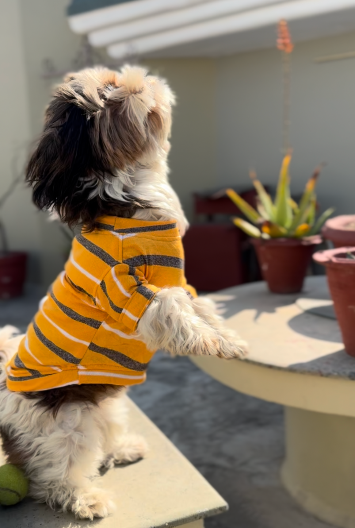 Yellow Round Neck T-shirt | For Dogs | Pawgy Pets