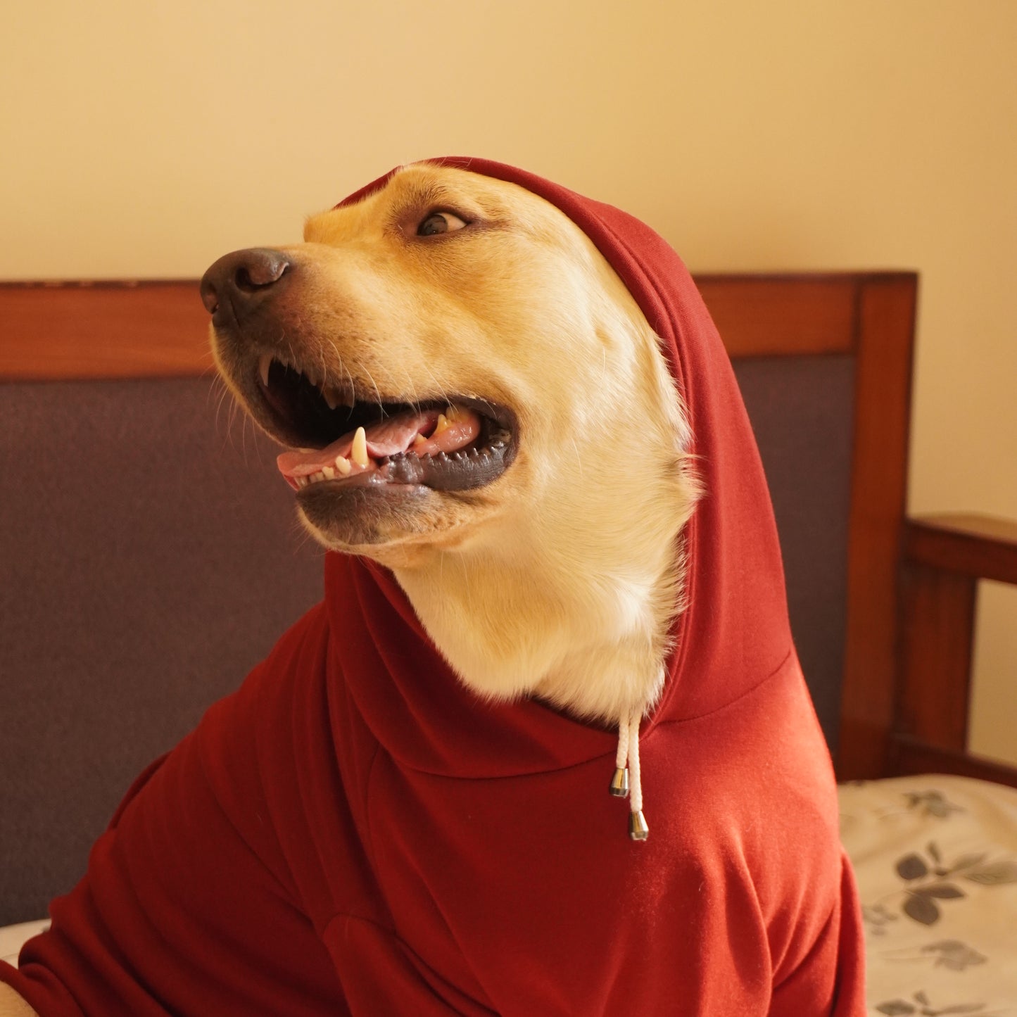 Maroon Heart Hoodie Sweatshirt | For Dogs & Cats | Pawgy Pets