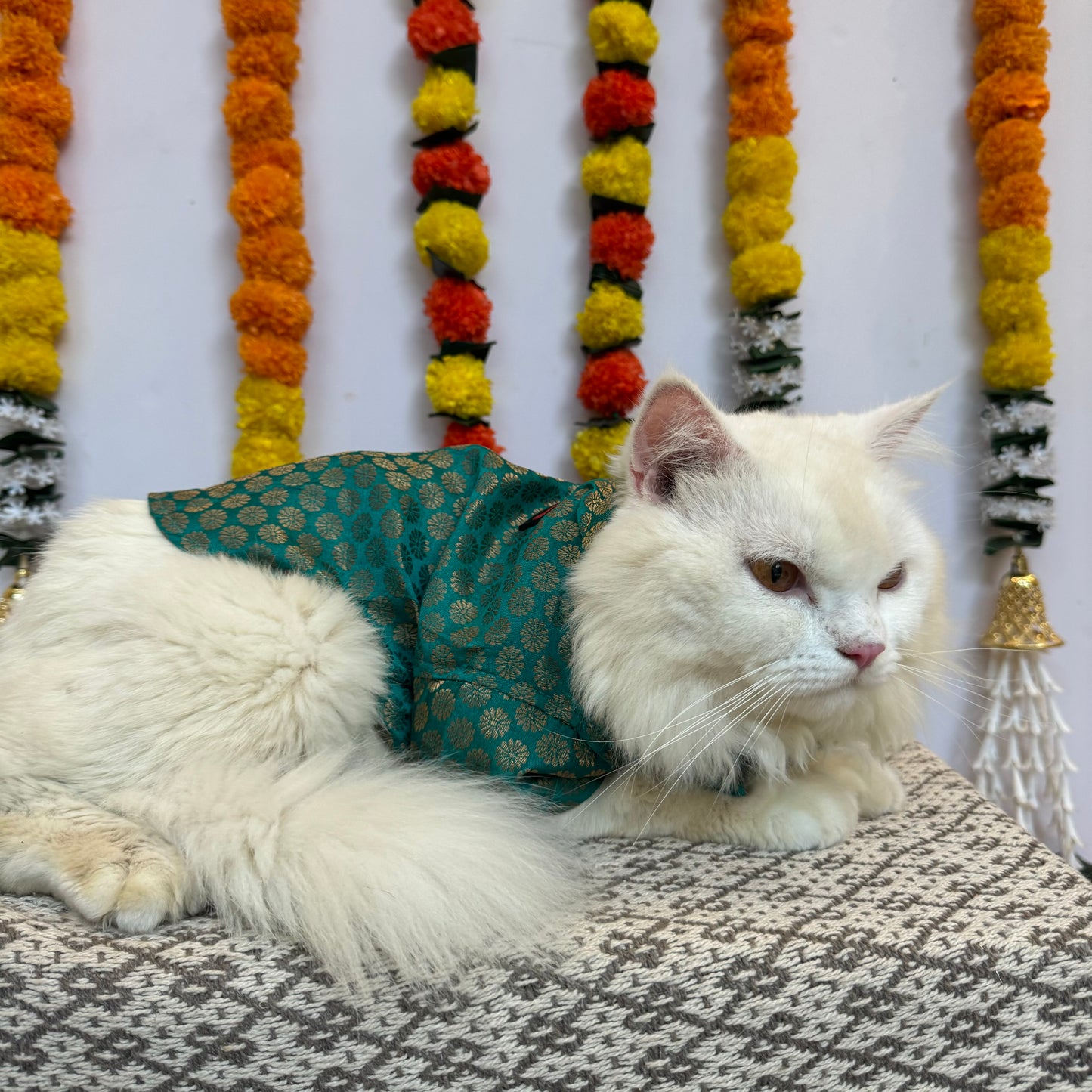 Teal Blue Occasion Wear Shirt | For Cats | Pawgy Pets