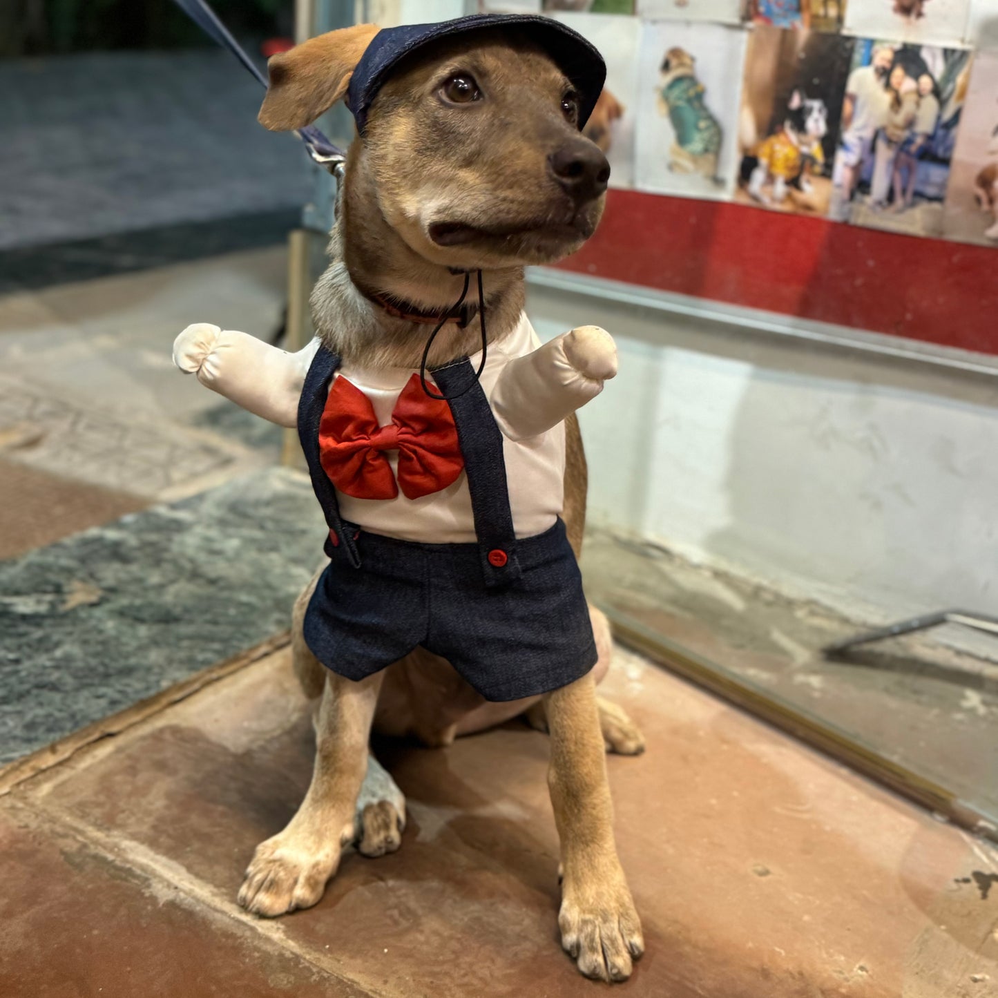 Dungaree | Fun Costume | Pawgy Pets