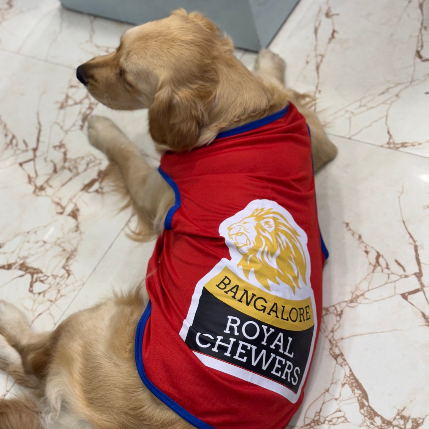 Bangalore Royal Chewers T-shirt | For Dogs & Cats | Pawgy Pets