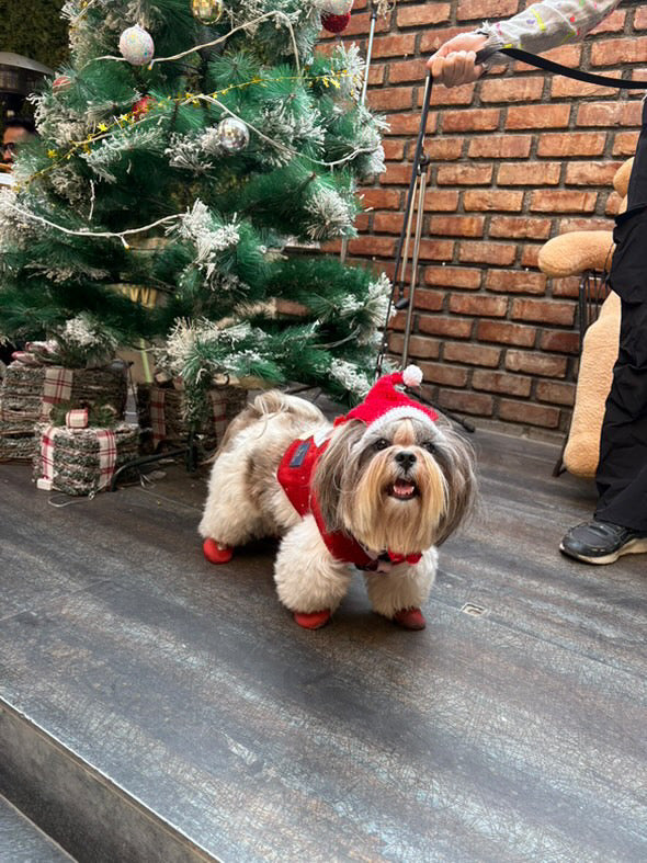 Christmas Crochet Cap | For Dogs | Pawgy Pets