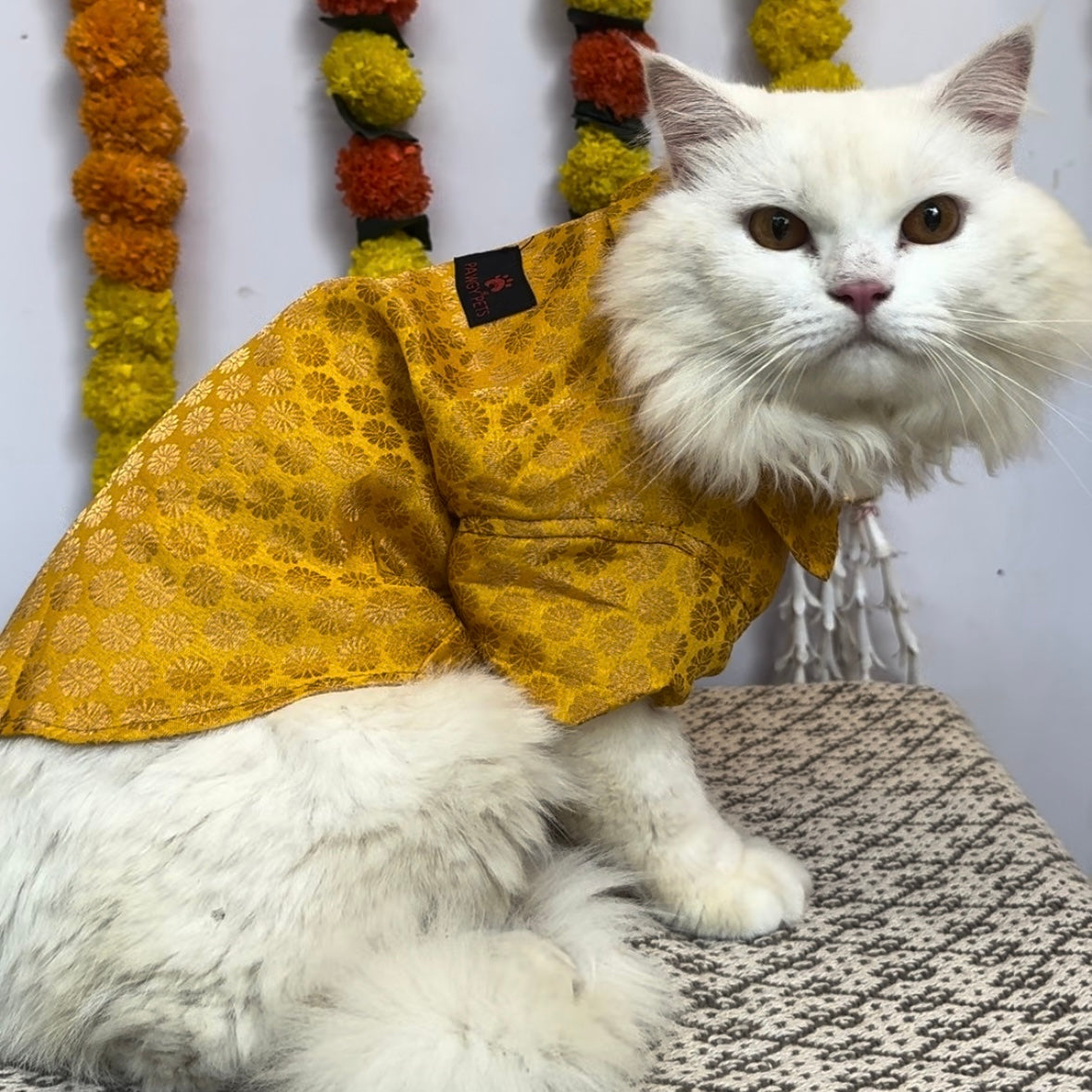 Yellow Occasion Wear Shirt | For Cats | Pawgy Pets