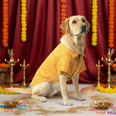 Pawgy Pets Occasion wear shirt Yellow for Dogs