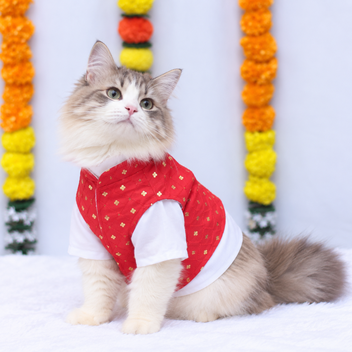 Red Pujo Kurta | For Cats | Pawgy Pets
