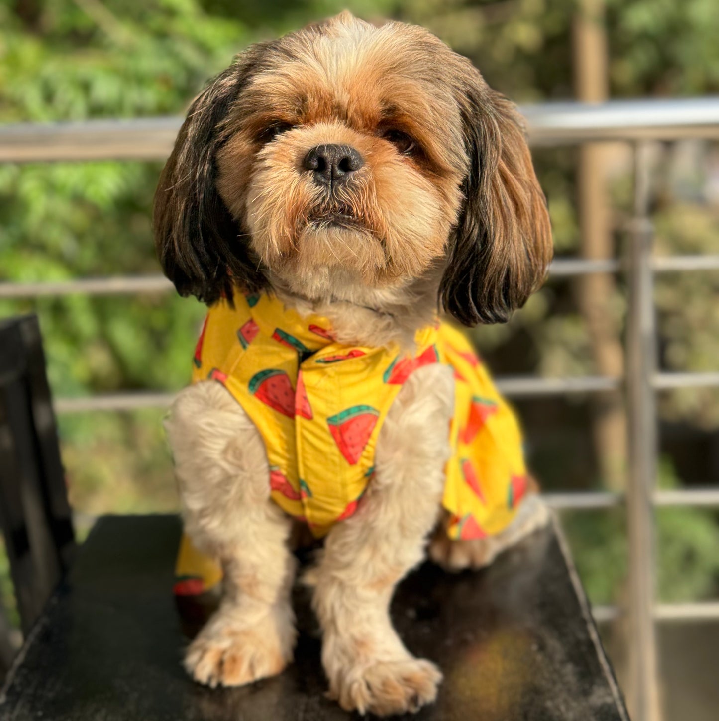 Watermelon Sugar Dress | Yellow | For Dogs | Pawgy Pets