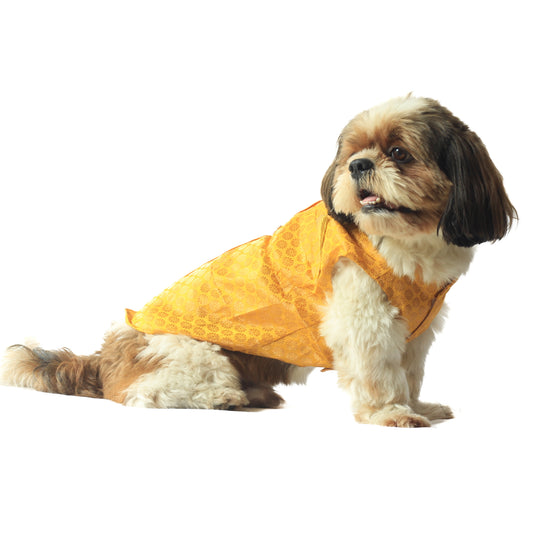 Pawgy Pets Sherwani Yellow for Dogs
