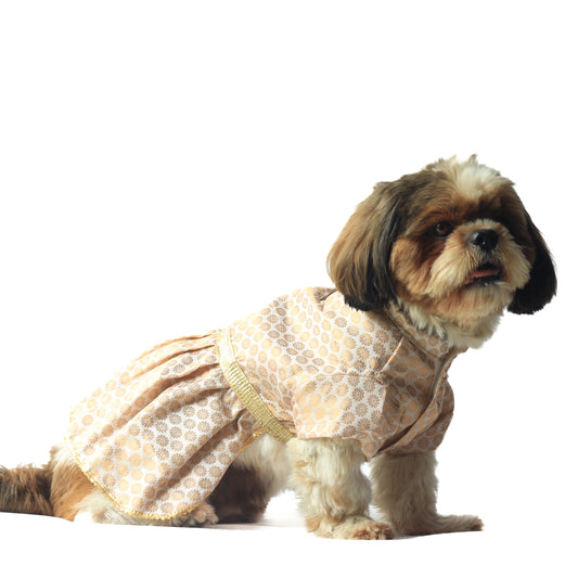 Pawgy Pets Occasion wear Dress White for Dogs