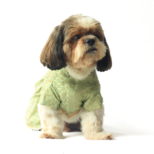 Pawgy Pets Occasion wear Dress Pista Green for Dogs
