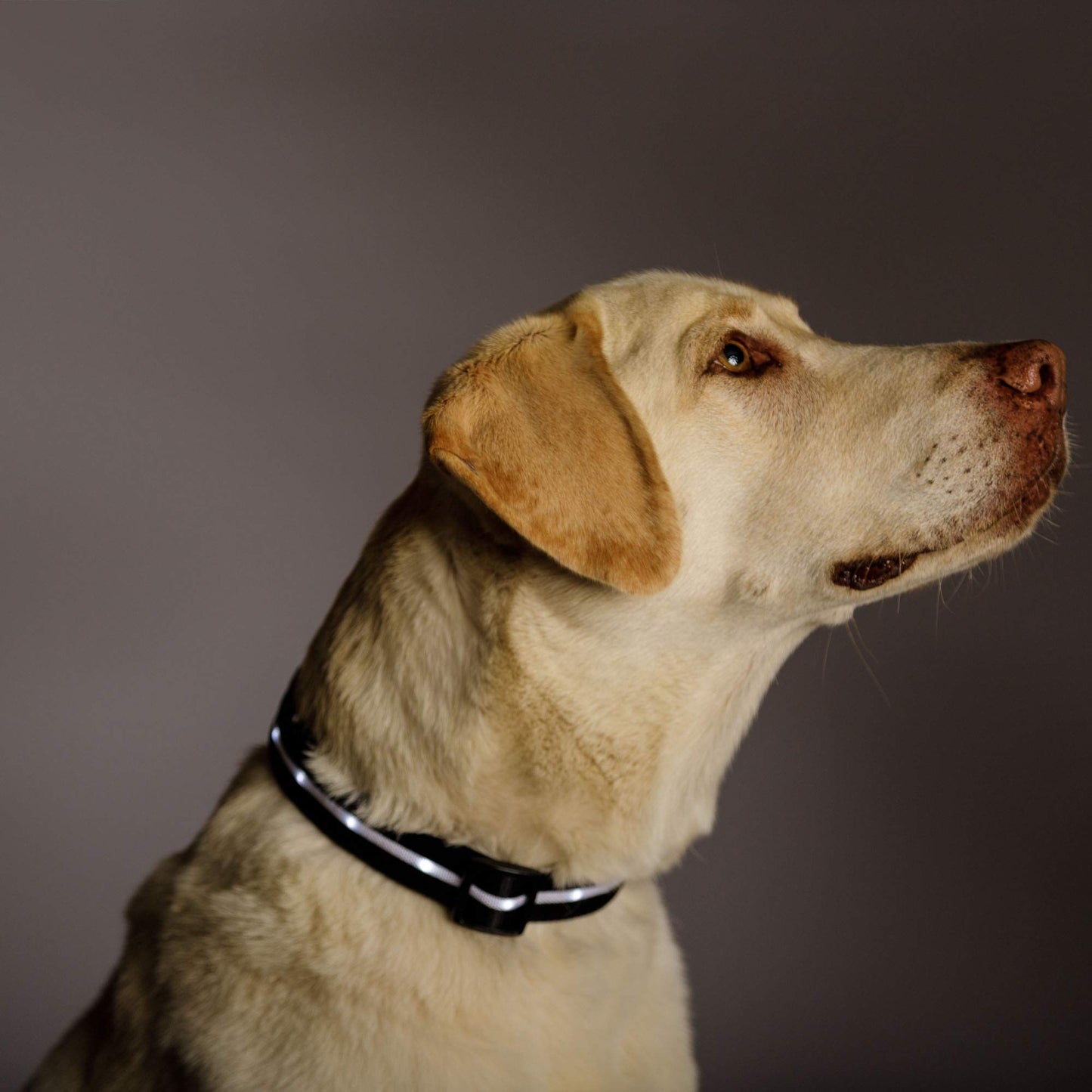 Nylon LED Safety Dog Collar