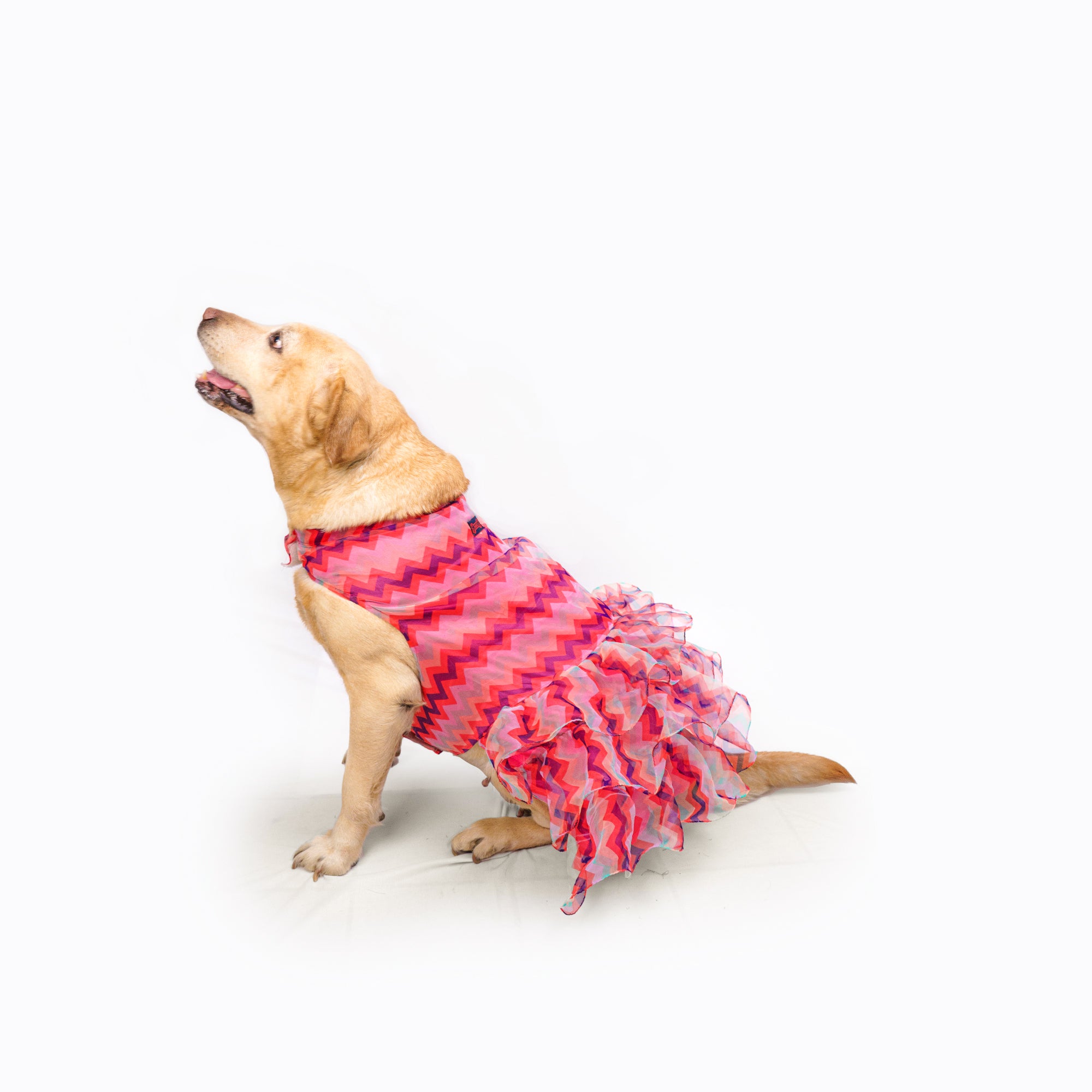 Dog Dress, Female dog dress, shihtzu birthday dress, dog birthday dress