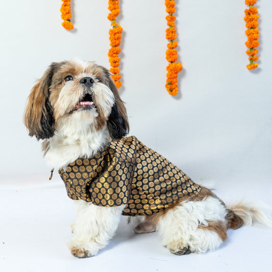 Pawgy Pets Occasion wear Shirt: Black for Dogs