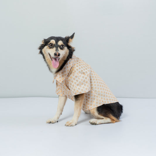 Pawgy Pets Occasion wear shirt White for Dogs