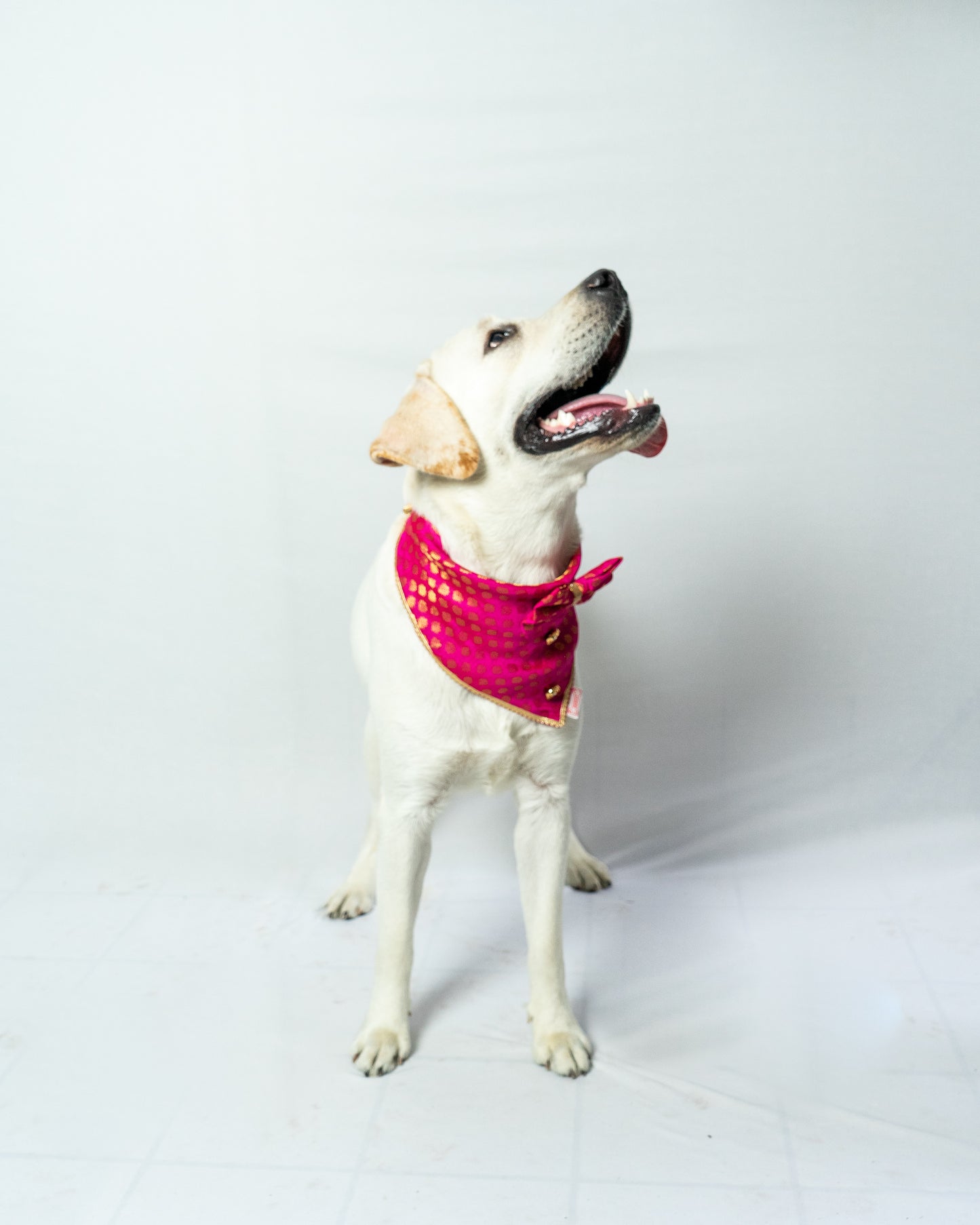 Pink Occasion Wear Bow Bandana | For Dogs & Cats | Pawgy Pets