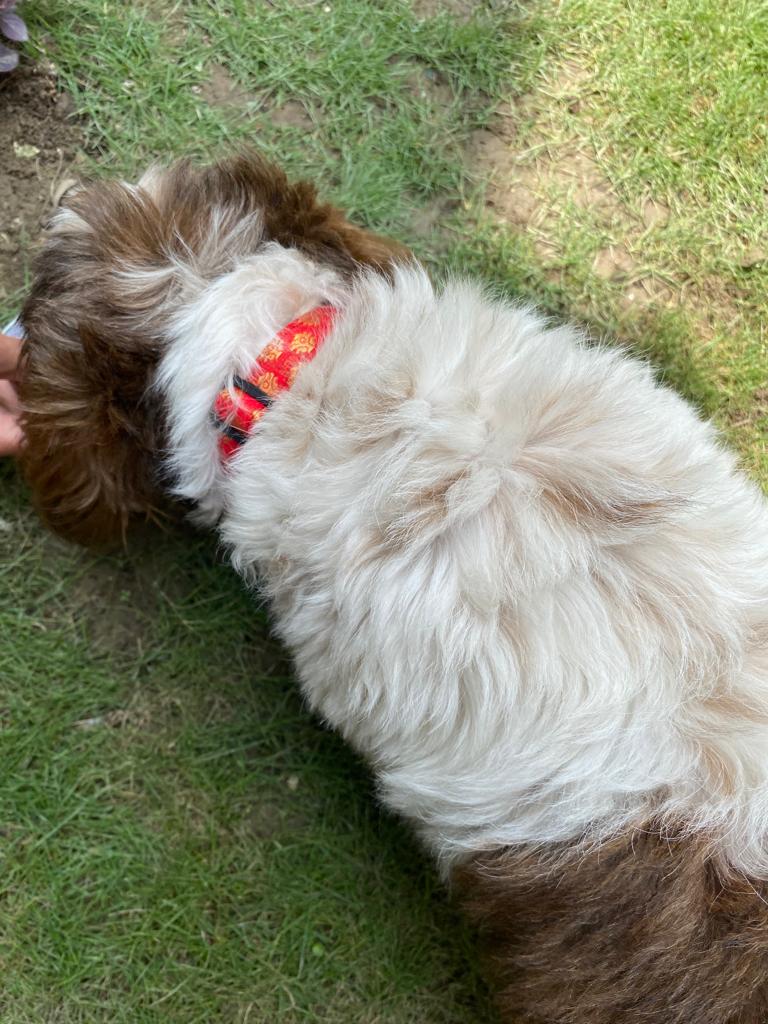 Red Occasion Wear Collar | For Dogs | Pawgy Pets