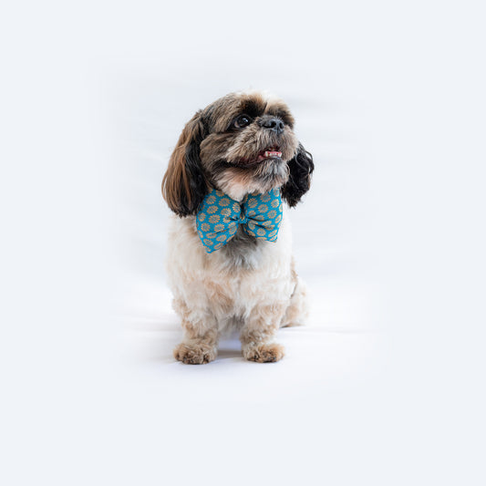 Pawgy Pets Occasion wear Bowtie: Blue for Dogs & Cats