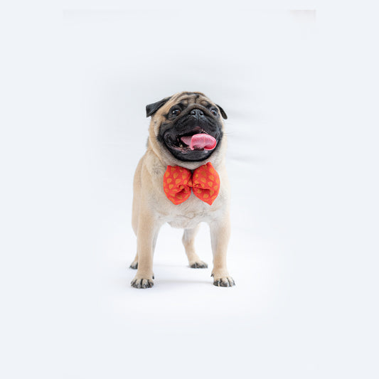Pawgy Pets Occasion wear Bowtie: Red for Dogs & Cats