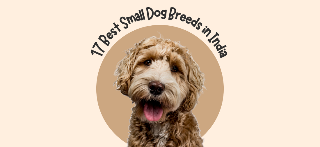 17 Best Small Dog Breeds in India
