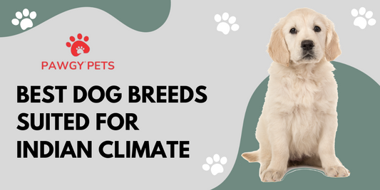 Best Dog Breeds Suited for Indian Climate