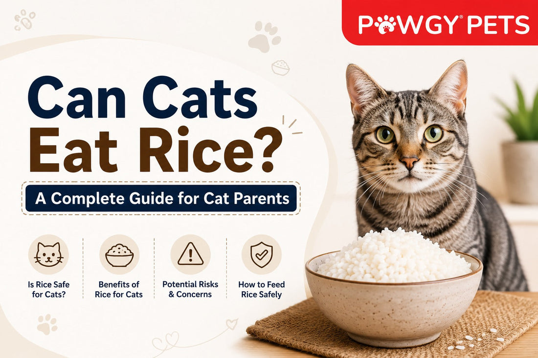 Can Cats Eat Rice? A Complete Guide for Cat Parents