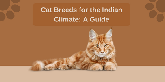 Cat Breeds for the Indian Climate: A Guide