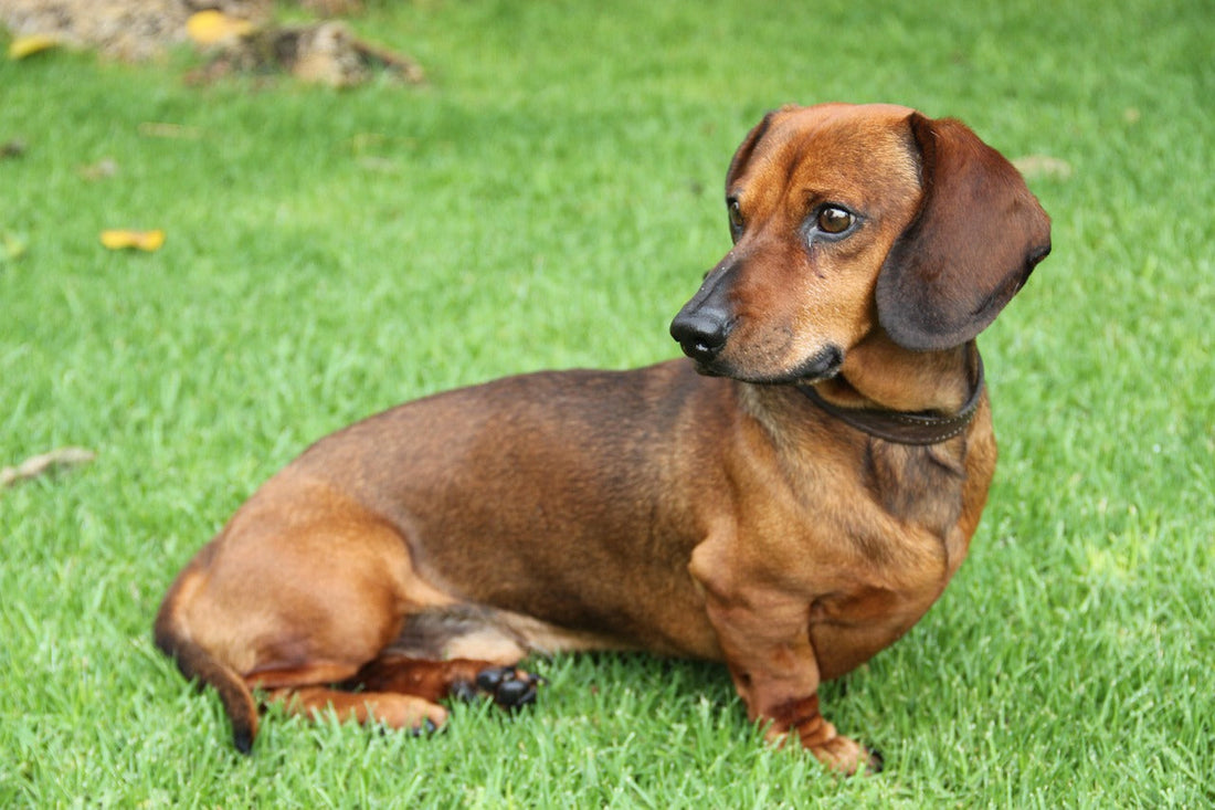 Different Types of Dachshunds: A Dog Parent’s Guide