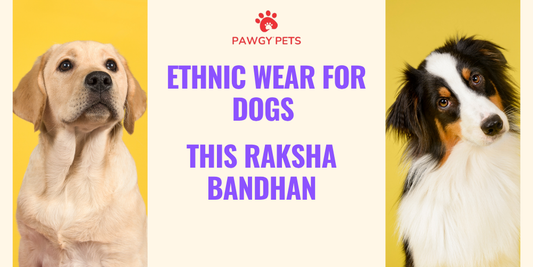 Ethnic Wear for Dogs This Raksha Bandhan