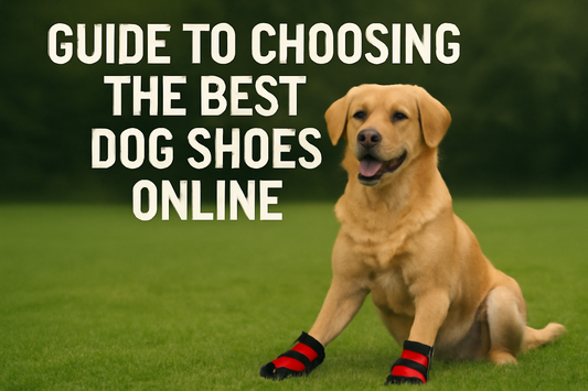 Guide to Choosing the Best Dog Shoes Online