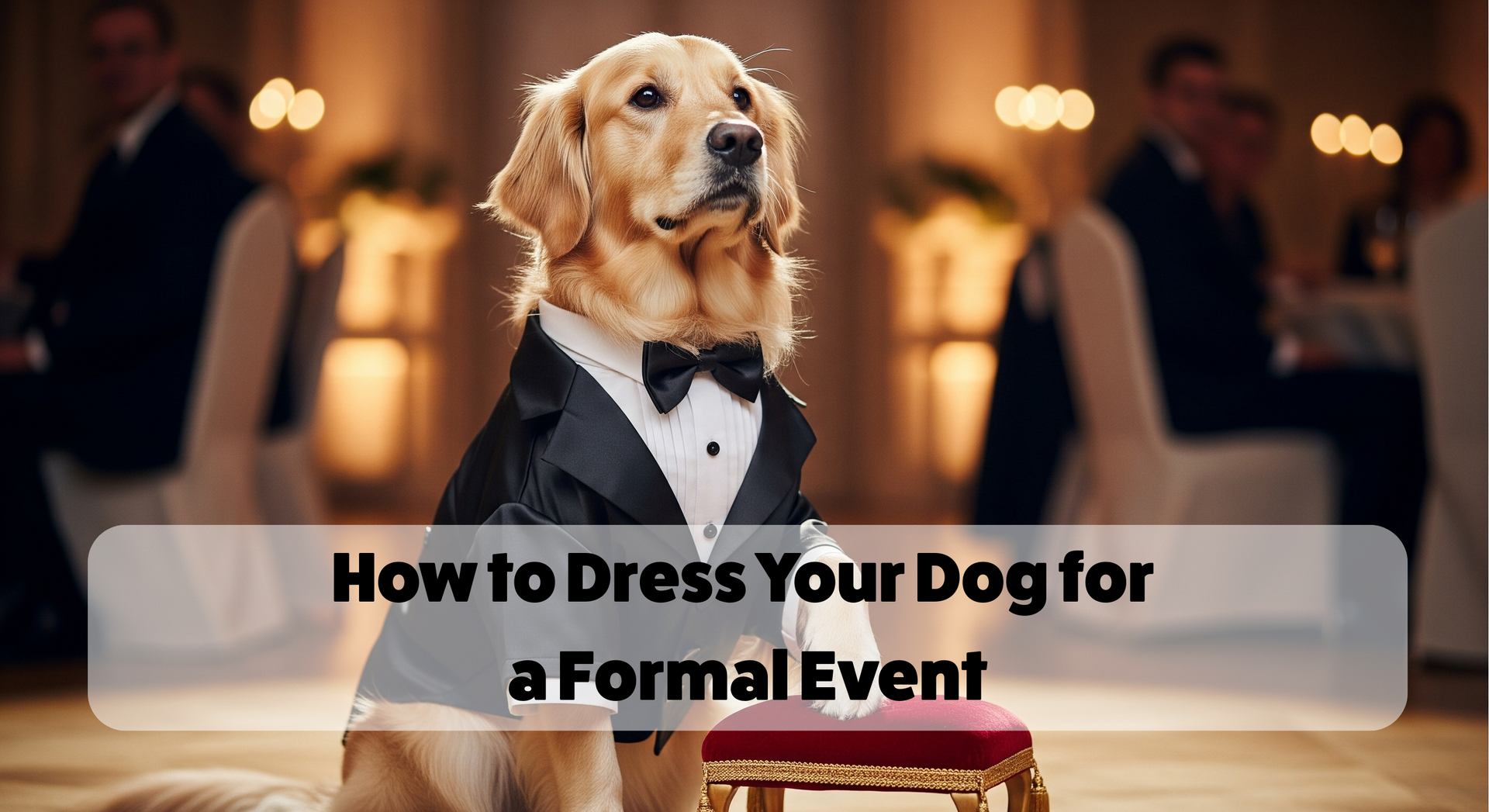 How to Dress Your Dog for a Formal Event  Pawgy Pets